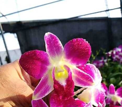 ඕකිඩ් කැපුම් මල් විකිණීමට තිබේ.දු.ක 0702558522