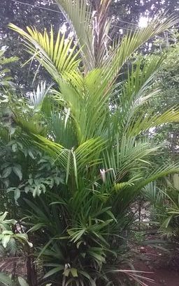 Red farm trees for sale