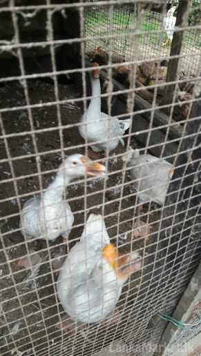 goose for sale