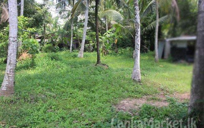 Land for Sale Immediately