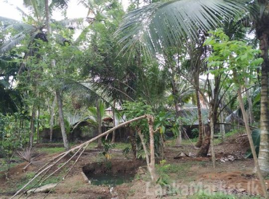 Land in Horana for sale