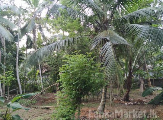 Land in Horana for sale