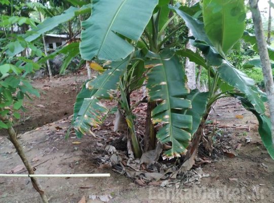 Land in Horana for sale