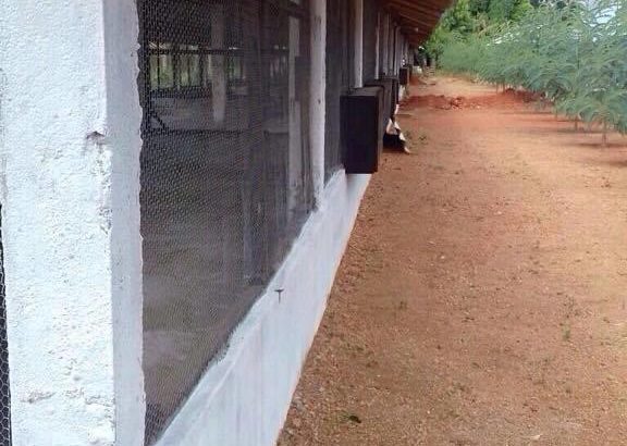 Layers farm for sale in Dambulla