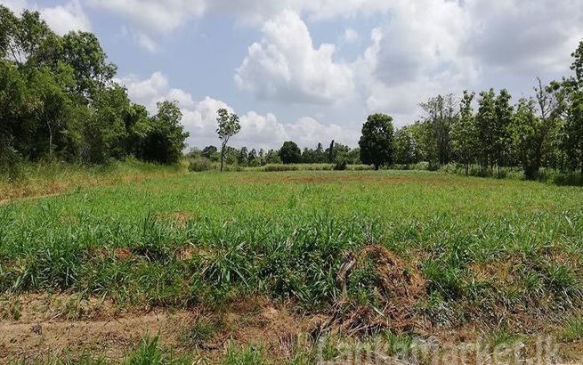 Commercial Land for sale