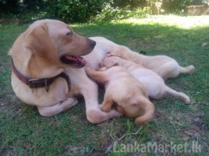 LABRADOR RETREVER for sale