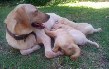 LABRADOR RETREVER for sale