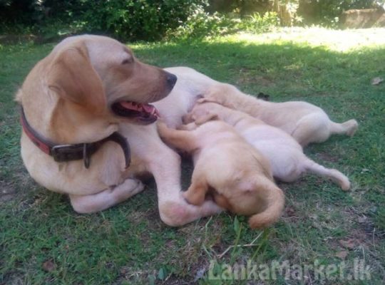 LABRADOR RETREVER for sale