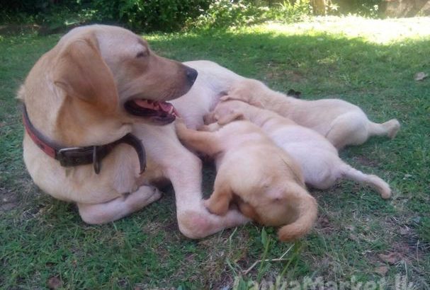 LABRADOR RETREVER for sale