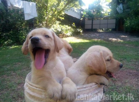 LABRADOR RETREVER for sale