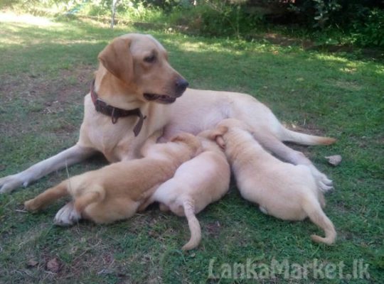 LABRADOR RETREVER for sale