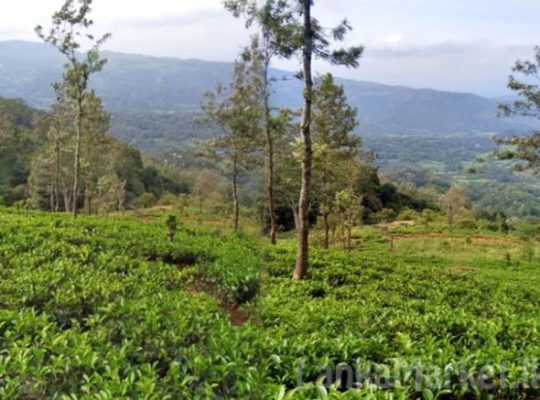 14 Acres Tea Land with Bungalow for sale