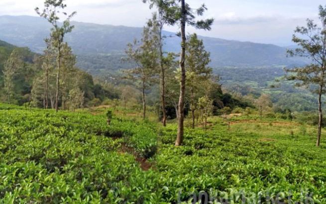 14 Acres Tea Land with Bungalow for sale