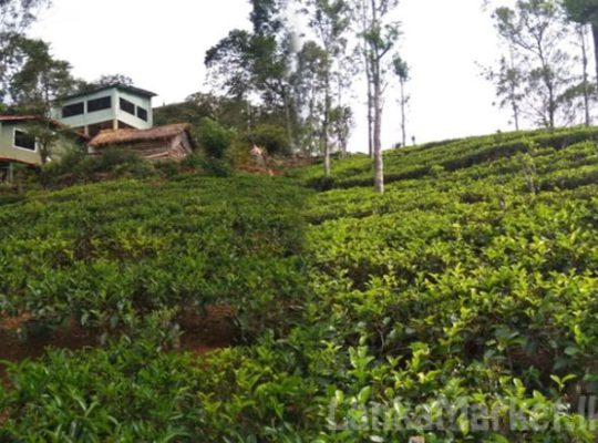 14 Acres Tea Land with Bungalow for sale