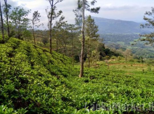 14 Acres Tea Land with Bungalow for sale