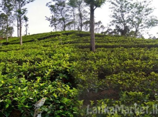 14 Acres Tea Land with Bungalow for sale