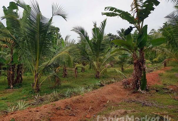 2.5 Acre Valuable Property for Sale