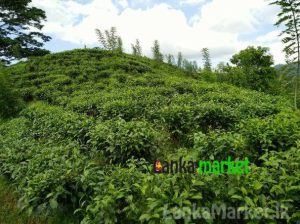 Tea estate with Bungalow for sale
