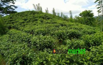 Tea estate with Bungalow for sale