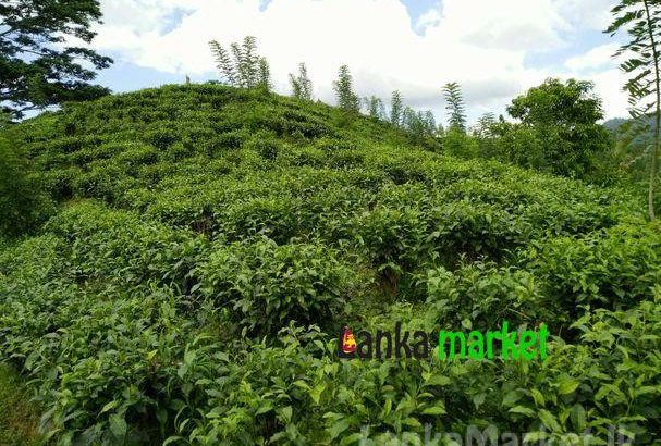 Tea estate with Bungalow for sale
