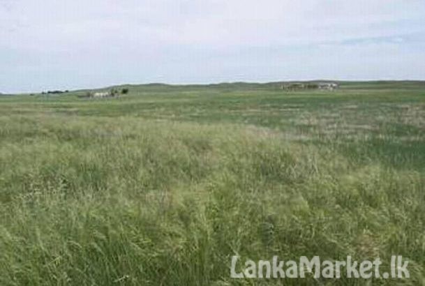 Land for sale in Puttalama