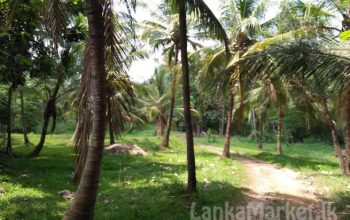 16 Acres of Valuable Coconut Land