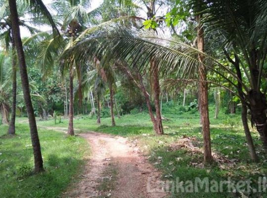 16 Acres of Valuable Coconut Land
