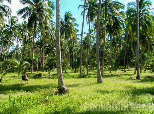 Coconut land for sale