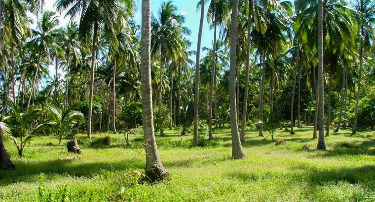 Coconut land for sale
