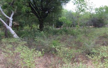 Land for Sale at katharagama.
