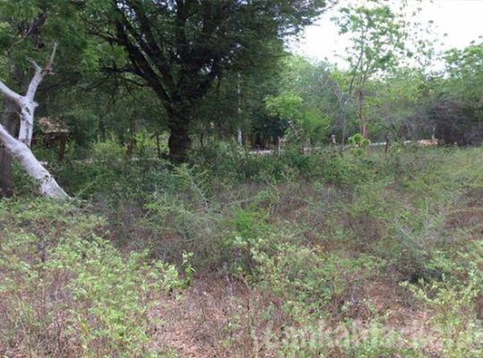 Land for Sale at katharagama.