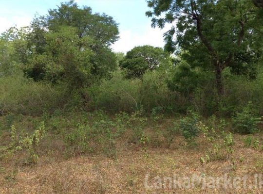 Land for Sale at katharagama.