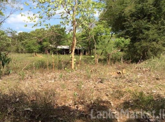 Land for Sale at katharagama.