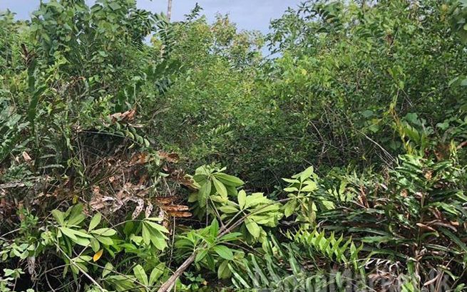 Commercial Land for Sale in Galle, Unawatuna Tourism Area.