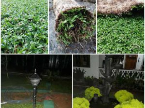 landscape and malaysian grass/Australian grass