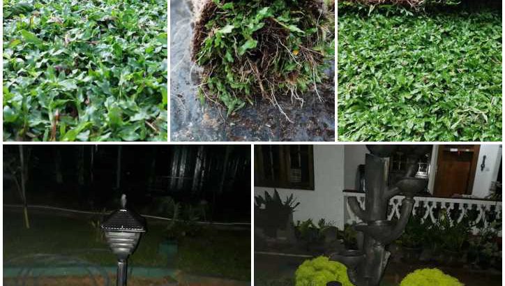 landscape and malaysian grass/Australian grass