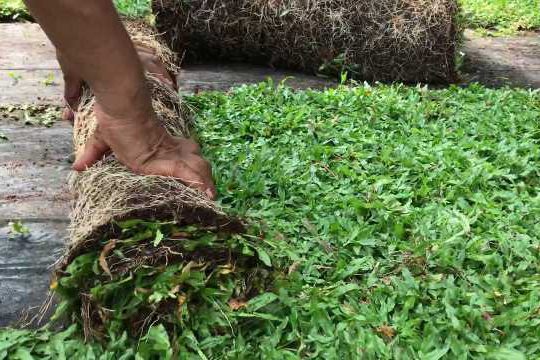 landscape 
malaysian grass 
Australian grass