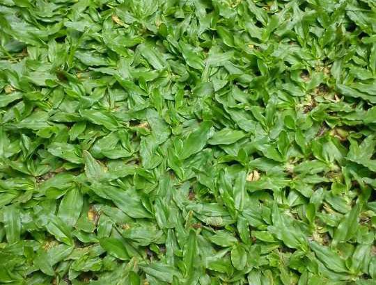 malaysian grass
