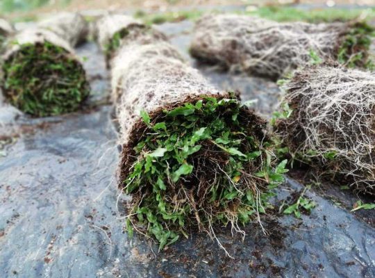 malaysian grass