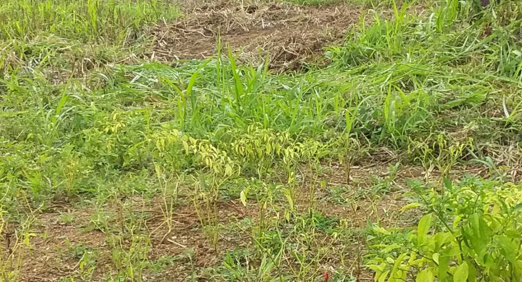 කුරැනැගල ඉඩමි