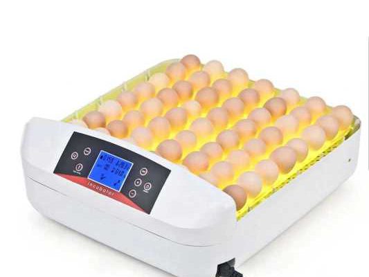 56 Egg incubator