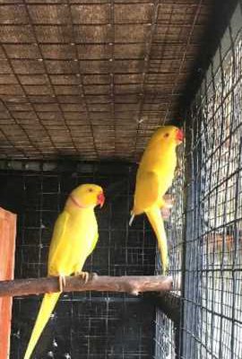 Ring neck Parrot for sale