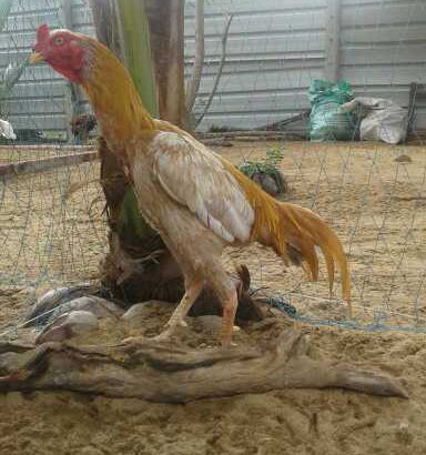 Aseel biscuit colour Rooster