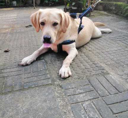 labrador Dog for crossing (stud)