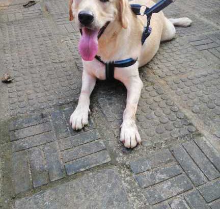 labrador Dog for crossing (stud)