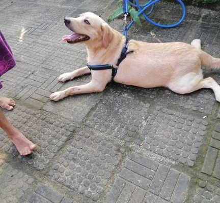 labrador Dog for crossing (stud)