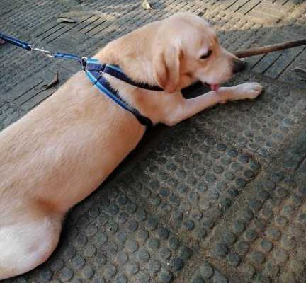 labrador Dog for crossing (stud)