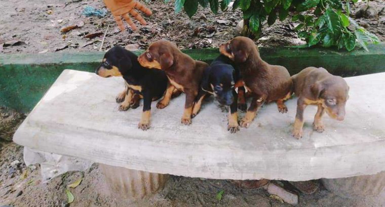 dobarman puppies for sale