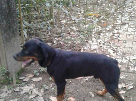 Rottweiler male dog