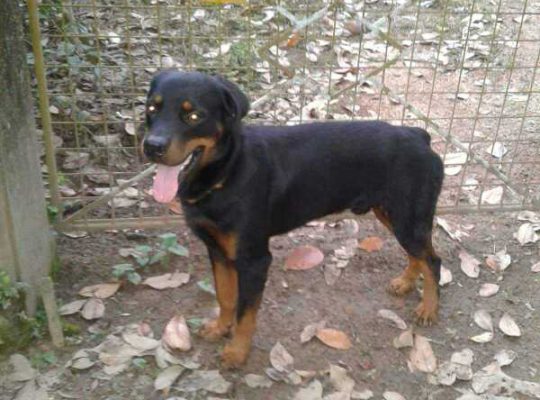 Rottweiler male dog